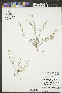Physaria arenosa subsp. arenosa image