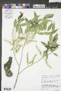 Salix amygdaloides image