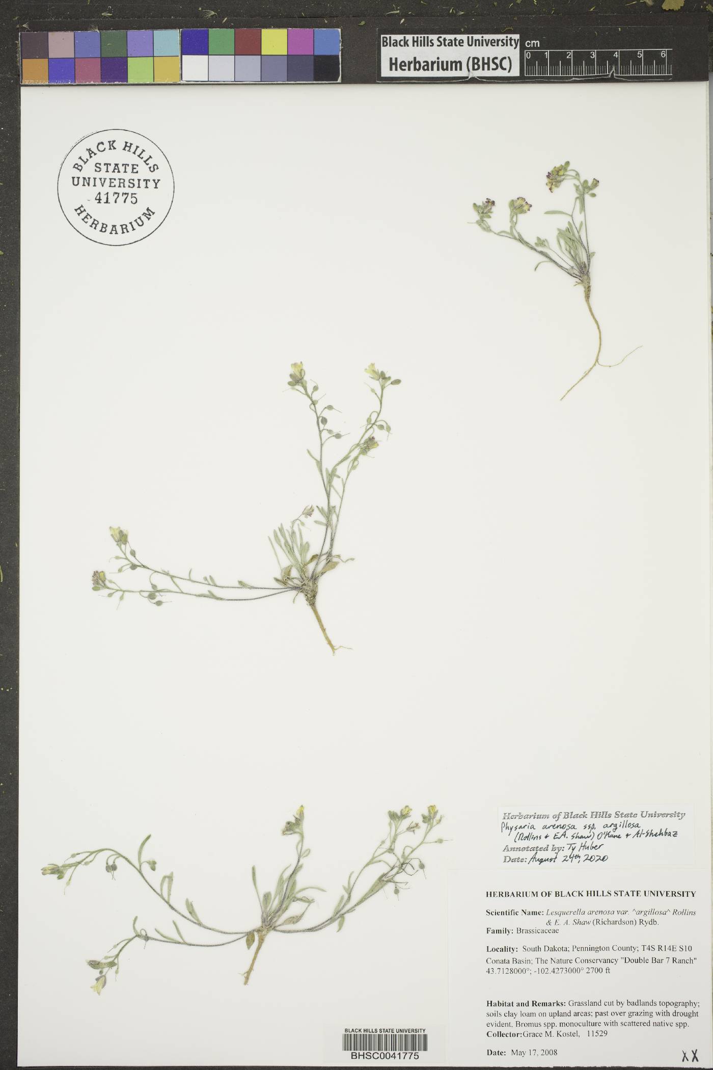 Physaria arenosa subsp. argillosa image