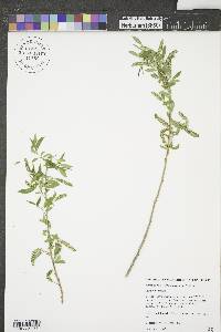 Salix amygdaloides image