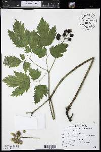 Actaea rubra image