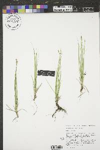 Carex peckii image