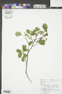 Amelanchier alnifolia image