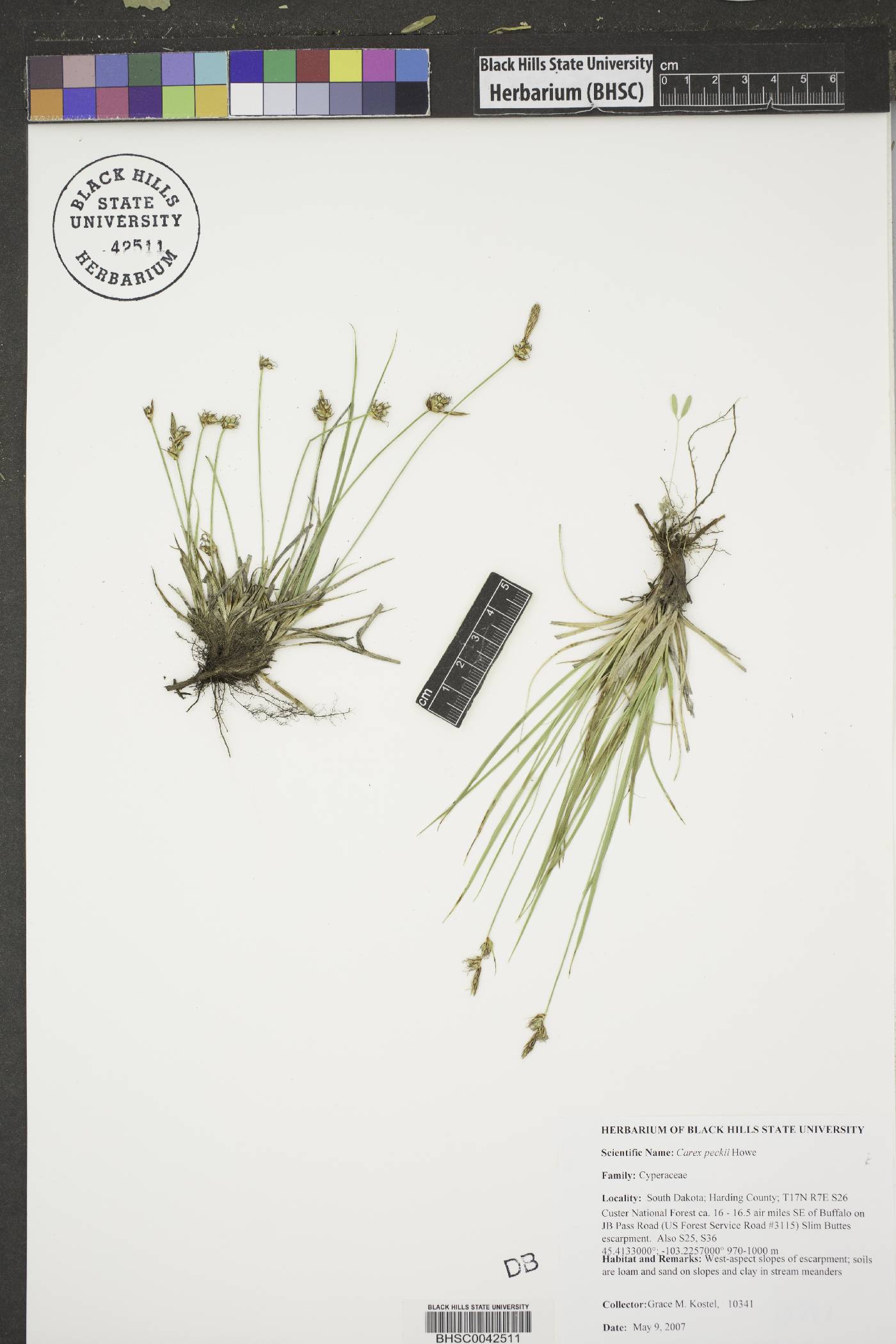 Carex peckii image