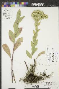 Solidago rigida image