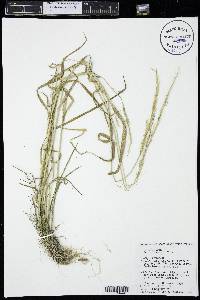 Agrostis exarata image