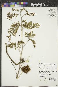 Glycyrrhiza lepidota image