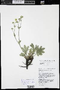 Potentilla x diversifolia image