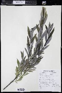 Salix petiolaris image