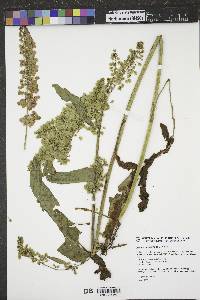 Rumex occidentalis image