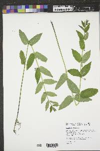 Scutellaria galericulata image