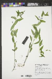 Scutellaria galericulata image