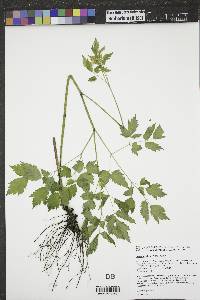 Actaea rubra image