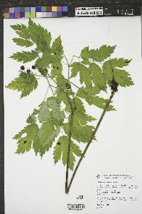 Actaea rubra image