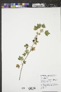 Ribes hirtellum image