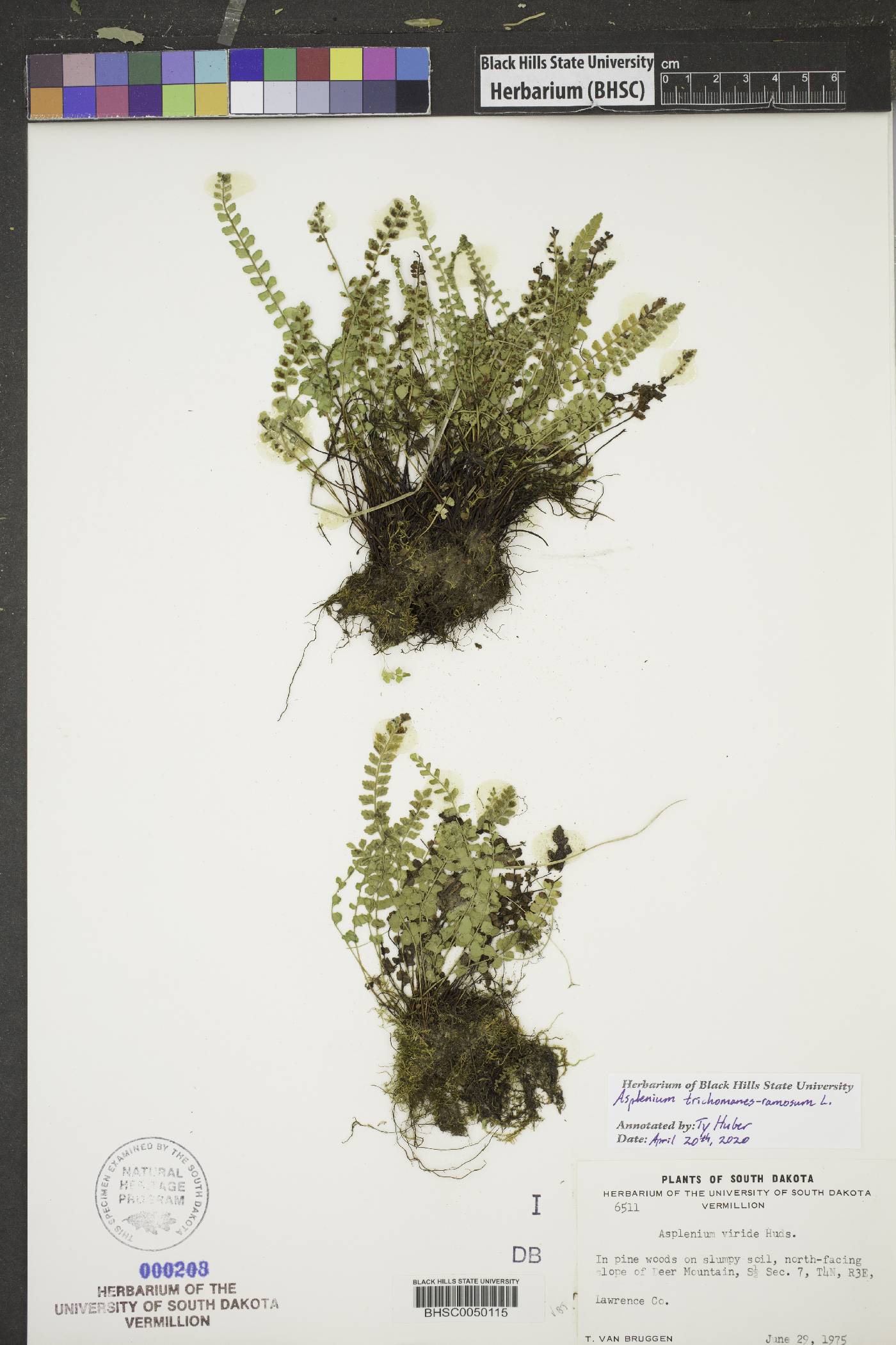 Asplenium trichomanes-ramosum image