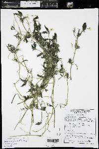 Ranunculus aquatilis var. diffusus image