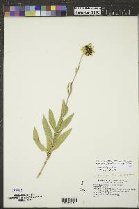 Helianthus pauciflorus subsp. pauciflorus image