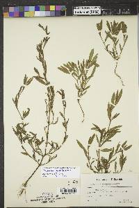 Polygonum ramosissimum image