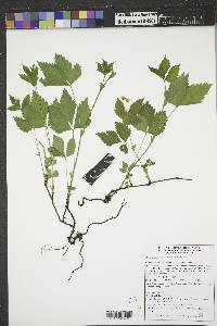 Rubus pubescens image