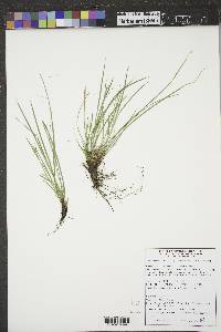 Carex inops subsp. heliophila image