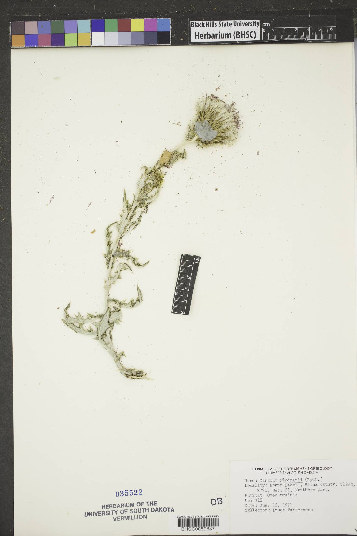 Cirsium flodmanii image