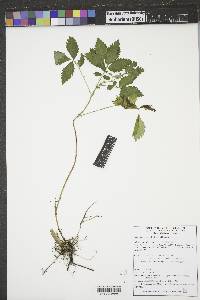 Rubus pubescens image