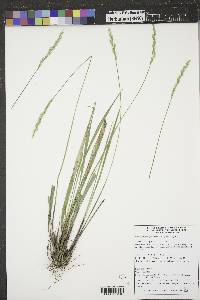 Oryzopsis asperifolia image