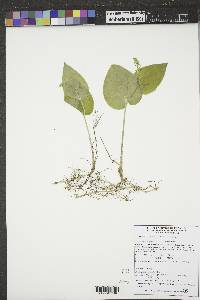 Maianthemum canadense image