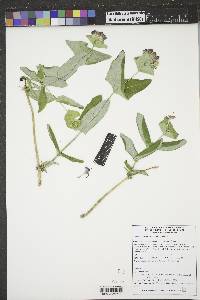 Lonicera dioica image