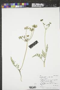 Lomatium orientale image