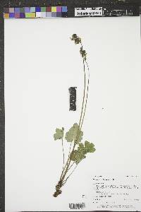 Heuchera richardsonii image