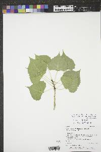 Populus deltoides subsp. monilifera image