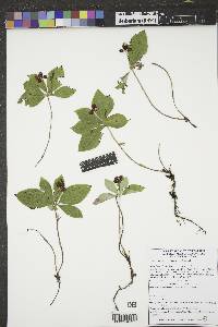 Cornus canadensis image