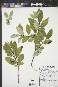 Salix pseudomonticola image