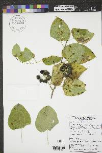 Smilax herbacea image