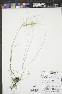 Elymus elymoides subsp. brevifolius image