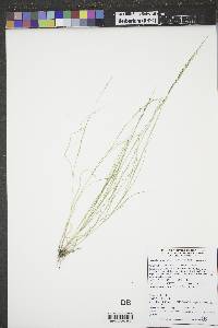 Muhlenbergia cuspidata image