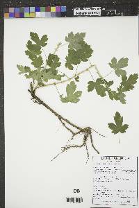 Ribes hirtellum image