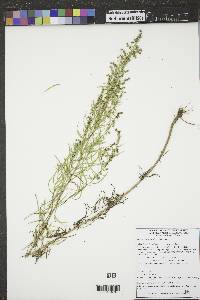 Artemisia dracunculus image