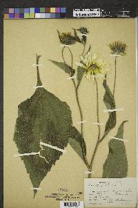 Helianthus tuberosus image