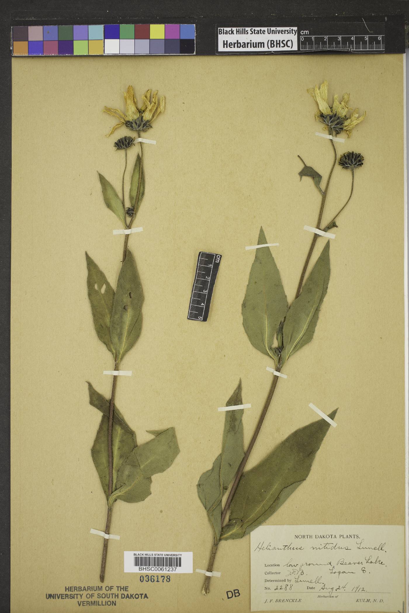 Helianthus nitidus image