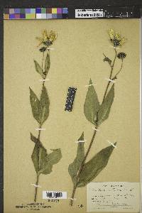 Helianthus nitidus image