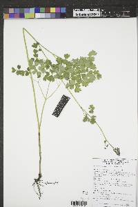 Thalictrum venulosum image