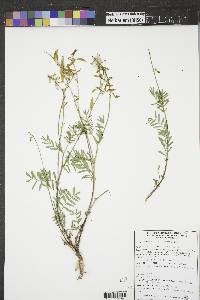 Astragalus australis image