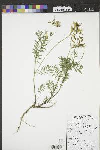 Astragalus australis image