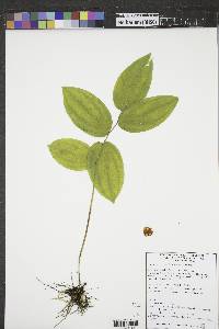 Prosartes trachycarpa image