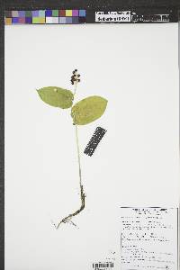 Maianthemum canadense image