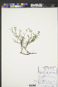 Vaccinium scoparium image