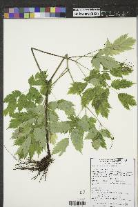 Actaea rubra image